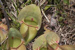 Purple pitcherplant